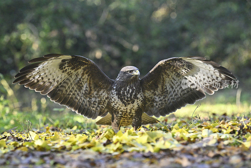 欧亚秃鹫(Buteo Buteo)